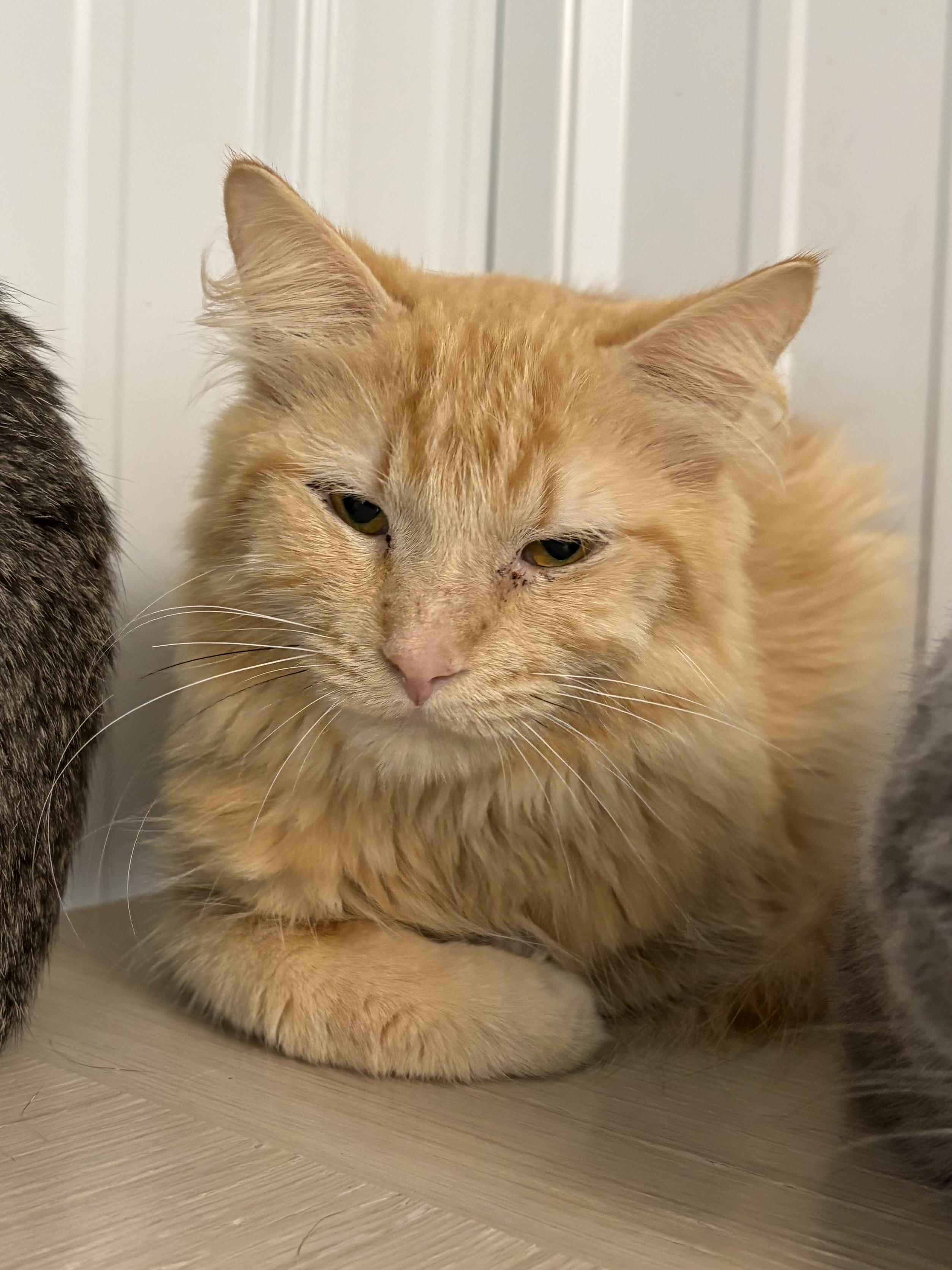Ben, ADOPTABLE, Adult Male Domestic Long Hair.