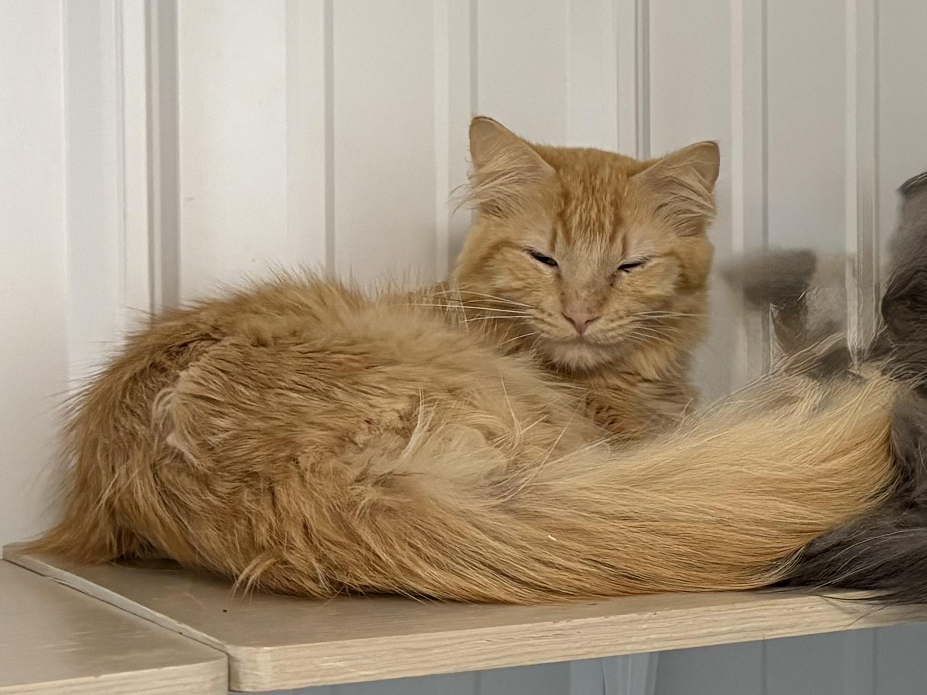 Enlarge Ben, a ADOPTABLE Domestic Long Hair in Big Rapids, MI image 2/3