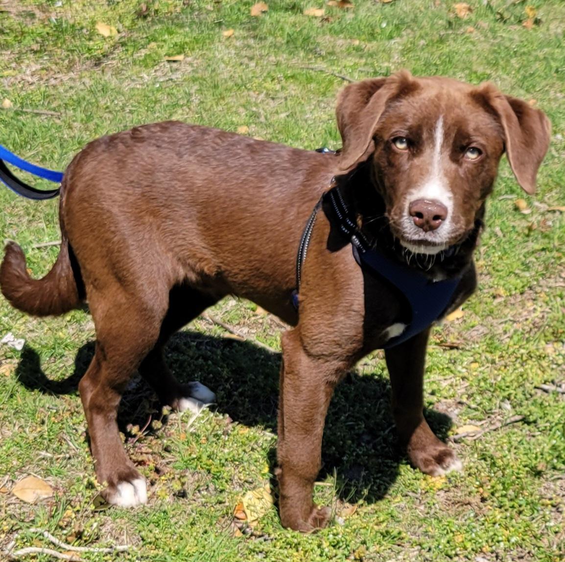 Enlarge Cameron, a Adoptable mixed breed in Elwood, NJ image 5/5