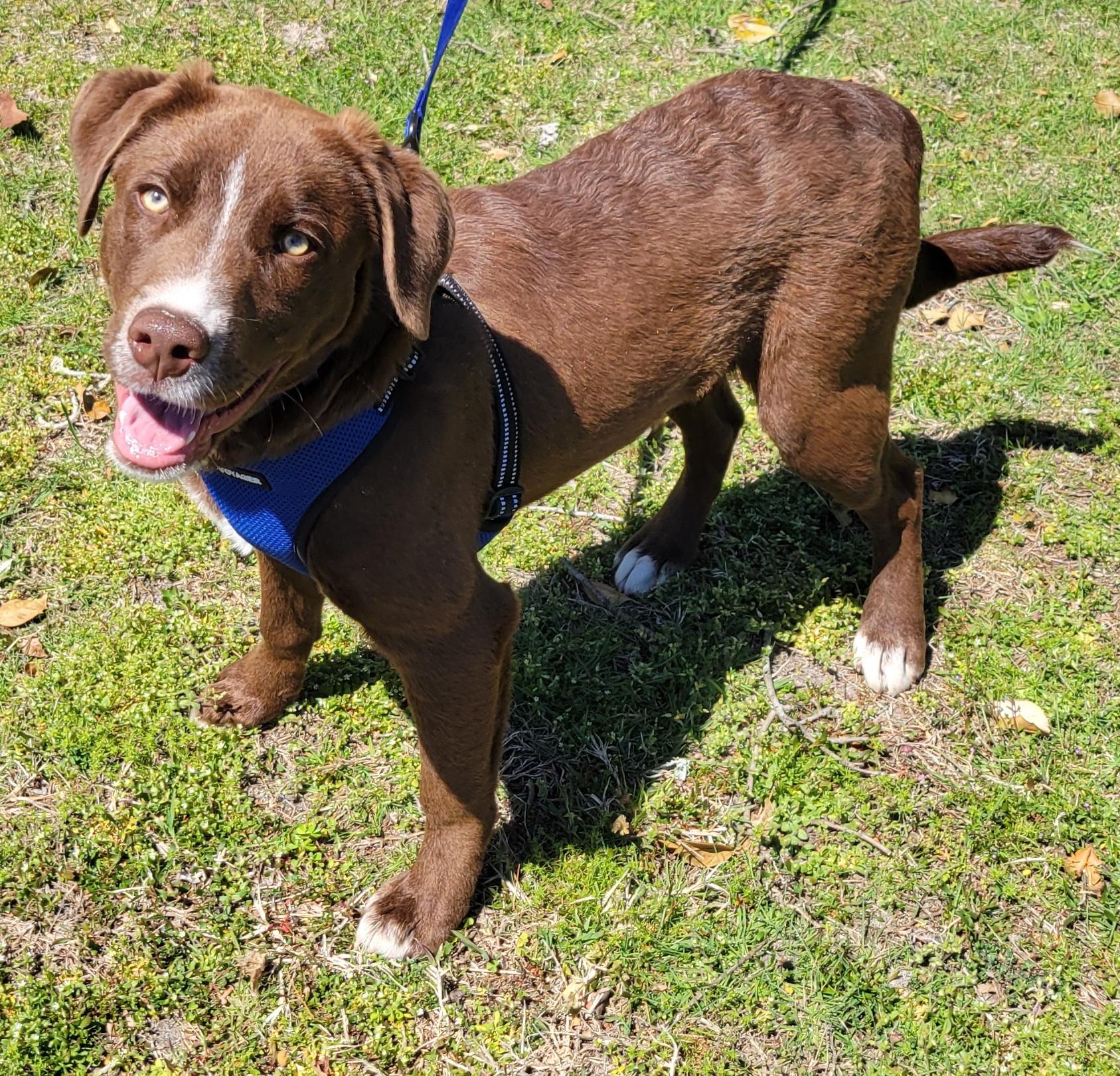 Enlarge Cameron, a Adoptable mixed breed in Elwood, NJ image 2/5