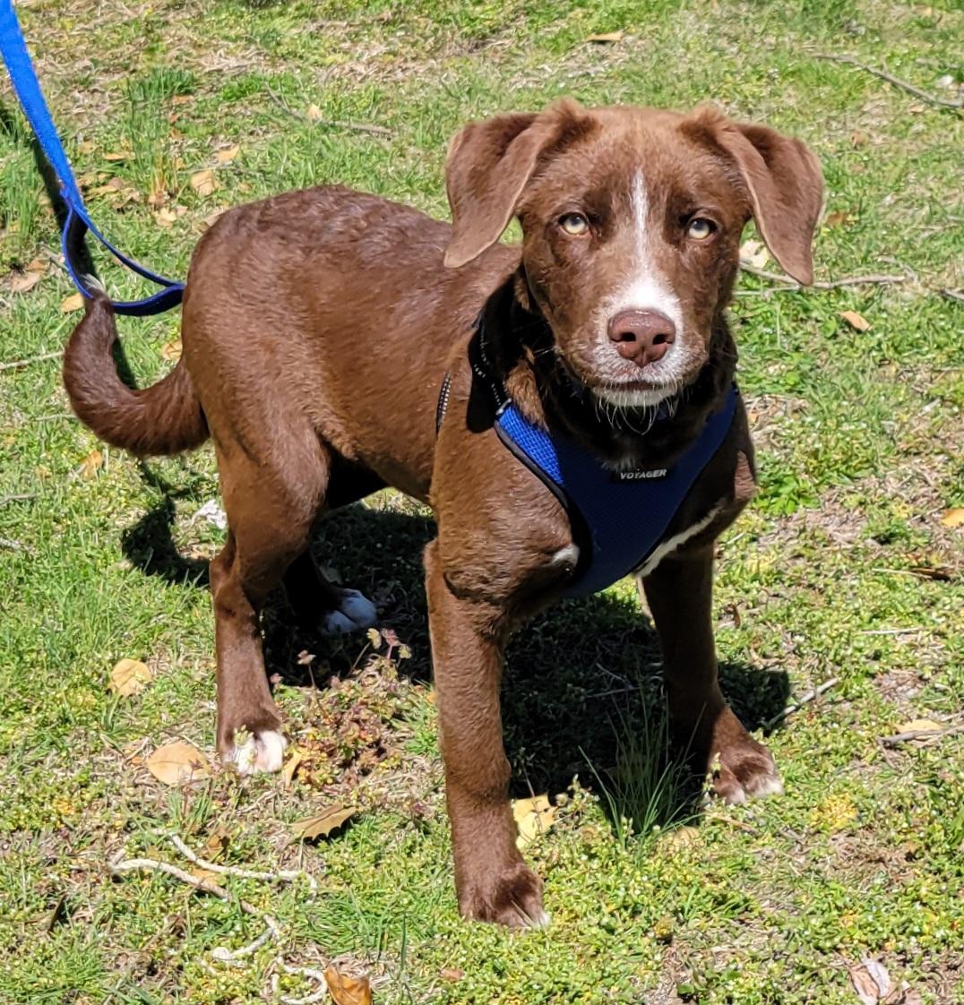 Enlarge Cameron, a Adoptable mixed breed in Elwood, NJ image 1/5