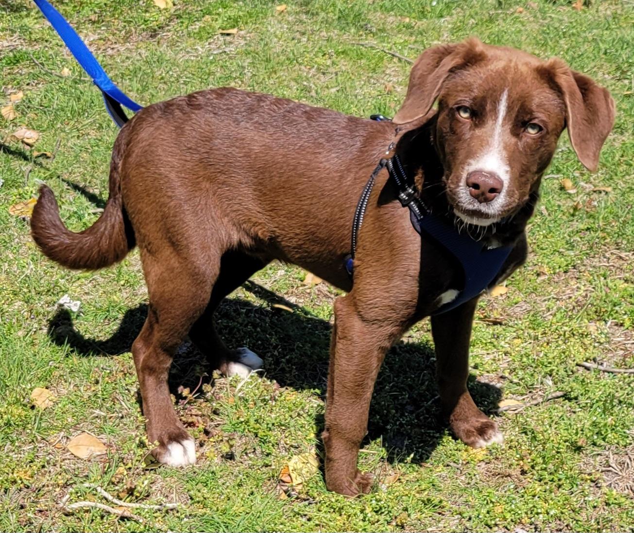 Enlarge Cameron, a Adoptable mixed breed in Elwood, NJ image 4/5