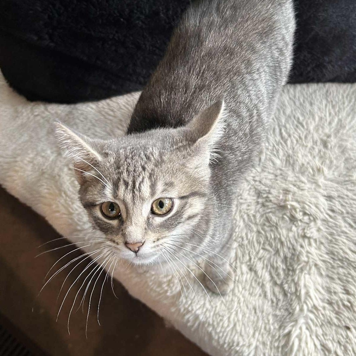 COBY, an adoptable Silver in Delhi, ON, N4B 1V5 | Photo Image 3