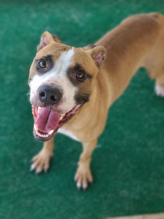 Sheldon, Adopted, Adult Male Terrier & Boxer.