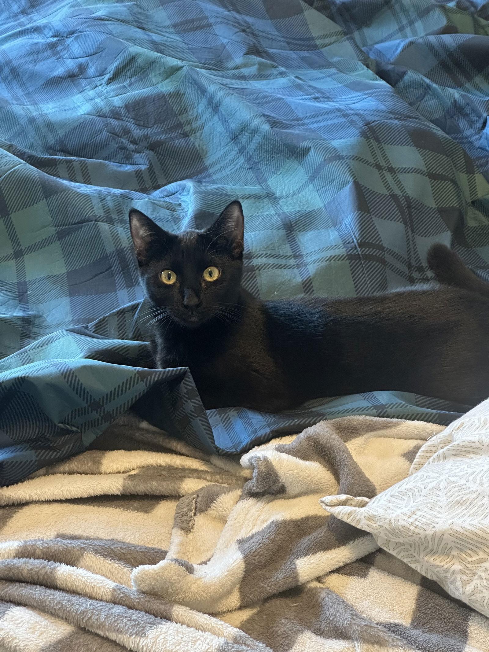 Enlarge Bat Girl, a Adoptable Domestic Short Hair in Chandler, AZ image 2/2