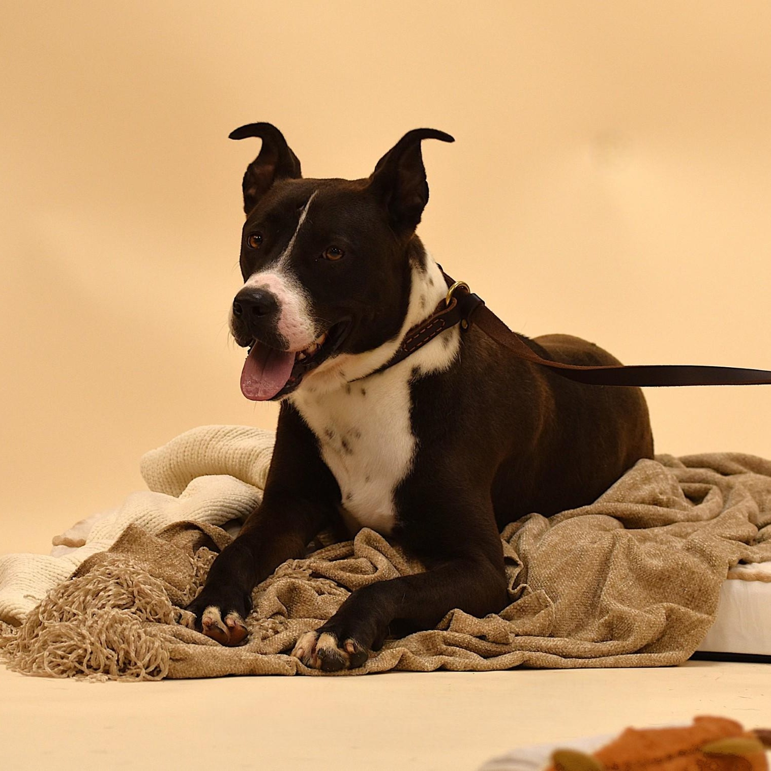 Ashton, an adoptable mixed breed in Troy, NY image 5/5