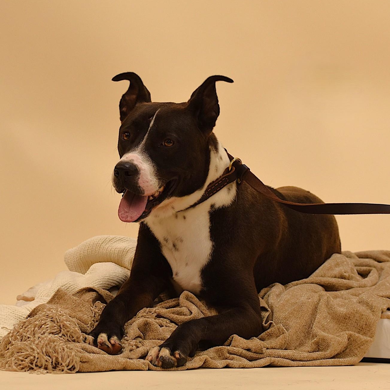 Ashton, Adoptable, Young Male American Staffordshire Terrier.