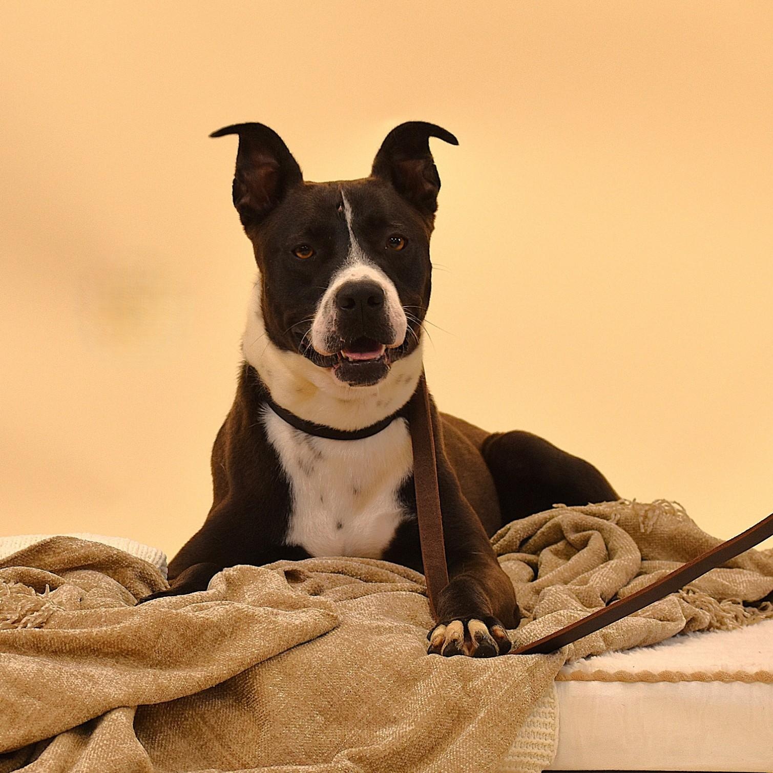 Enlarge Ashton, a Adoptable mixed breed in Troy, NY image 2/5