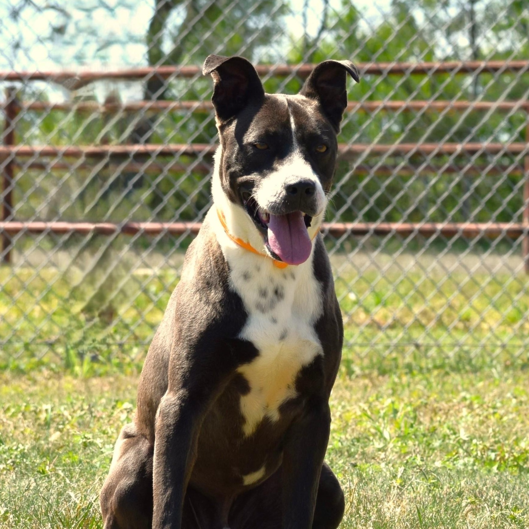 Ashton, an adoptable mixed breed in Troy, NY image 1/5