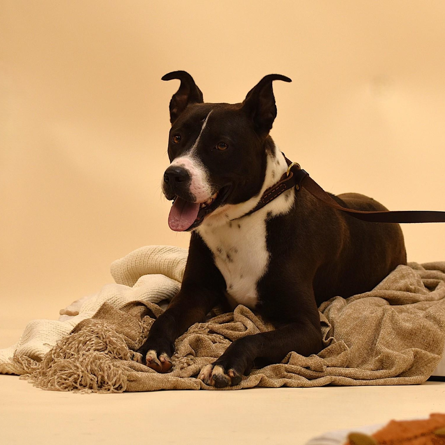 Ashton, an adoptable American Staffordshire Terrier in Troy, NY, 12180 | Photo Image 2
