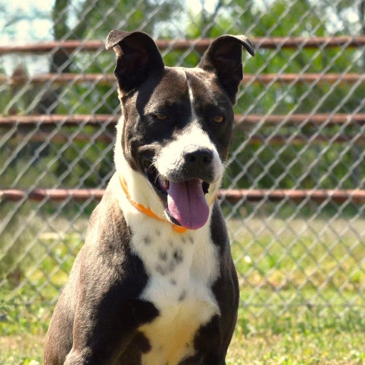 Ashton, an adoptable mixed breed in Troy, NY image 2/5
