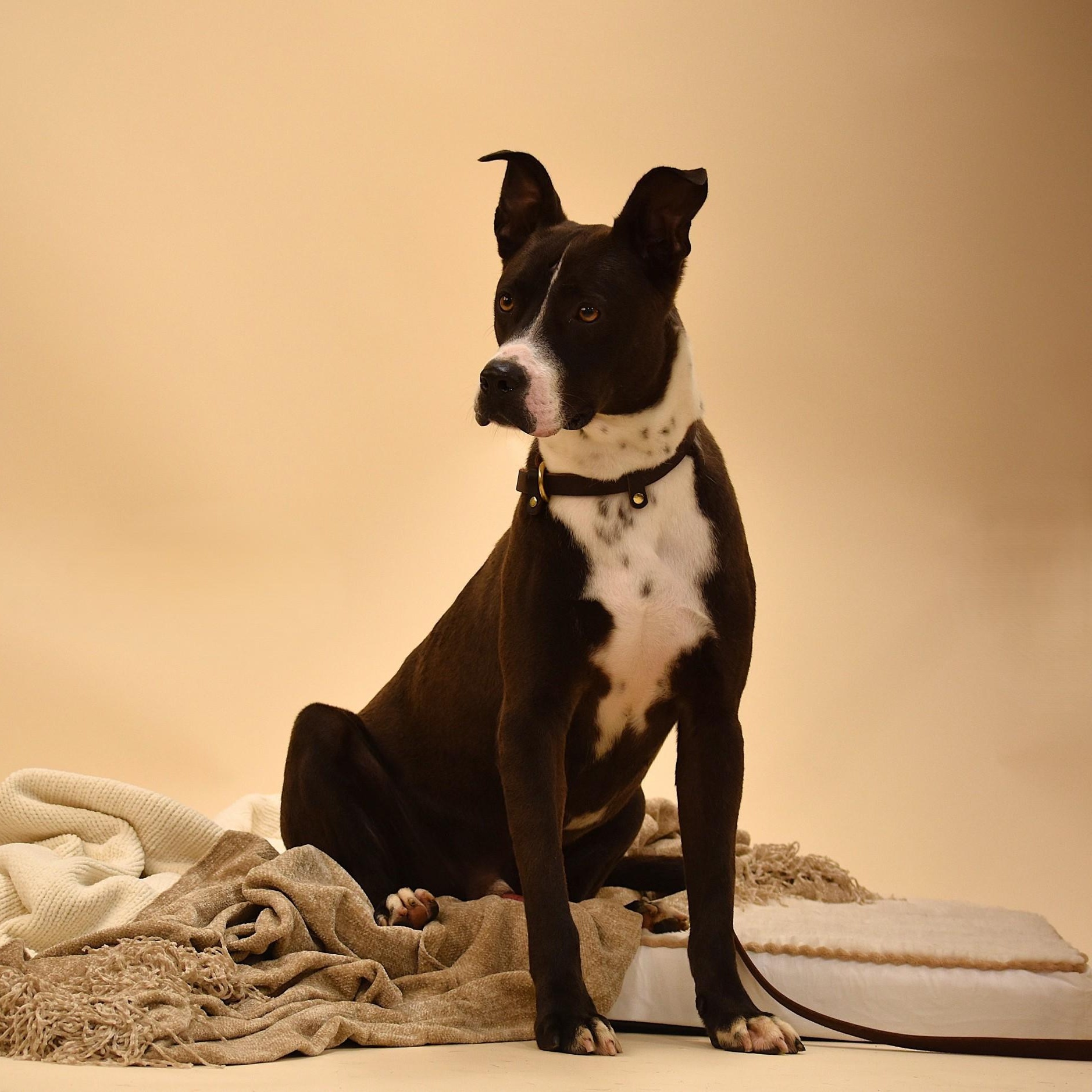 Enlarge Ashton, a Adoptable mixed breed in Troy, NY image 4/5