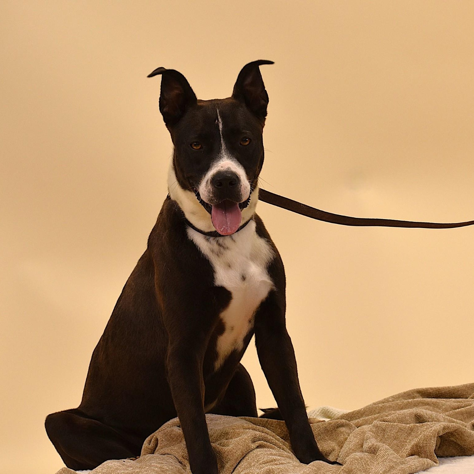 Enlarge Ashton, a Adoptable mixed breed in Troy, NY image 5/5