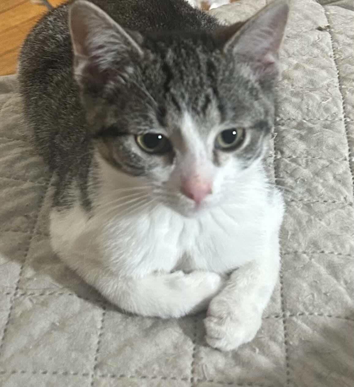 Pepper, a Adoptable Tabby in Inez, KY image 1/3