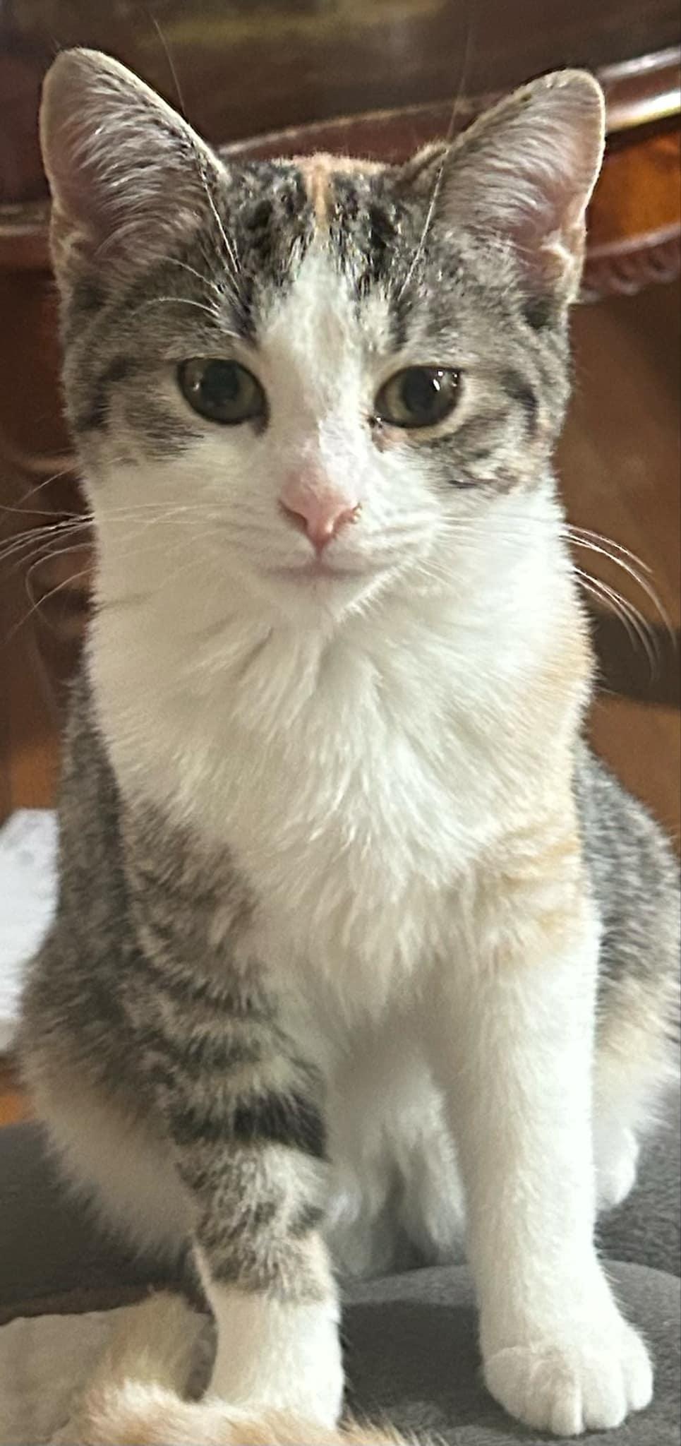 Pepper, a Adoptable Tabby in Inez, KY image 2/3