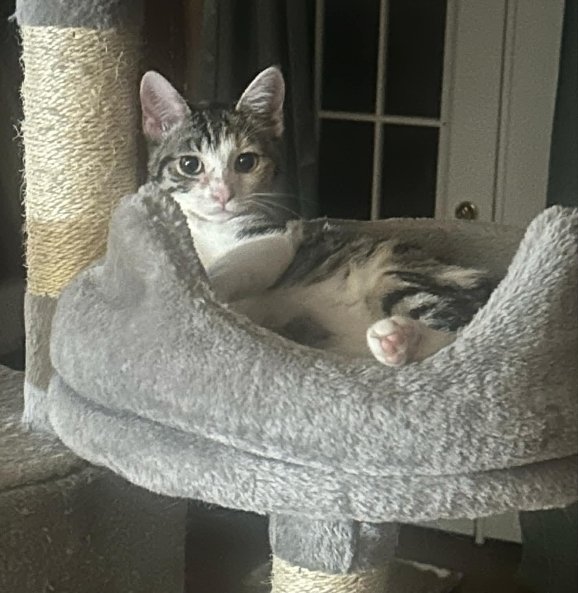 Pepper, a Adoptable Tabby in Inez, KY image 3/3