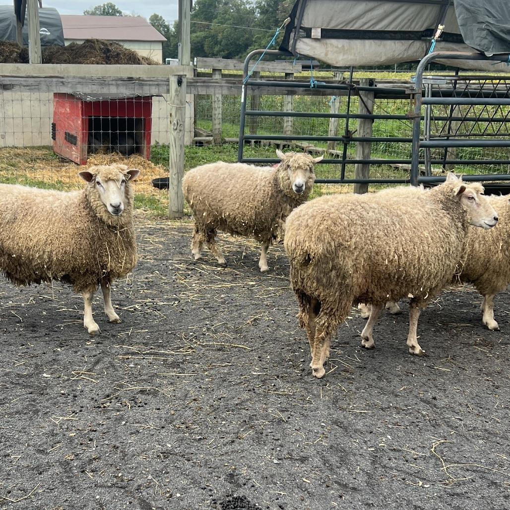 Enlarge Rosie 58, a Adoptable Sheep in Quakertown, PA image 1/1