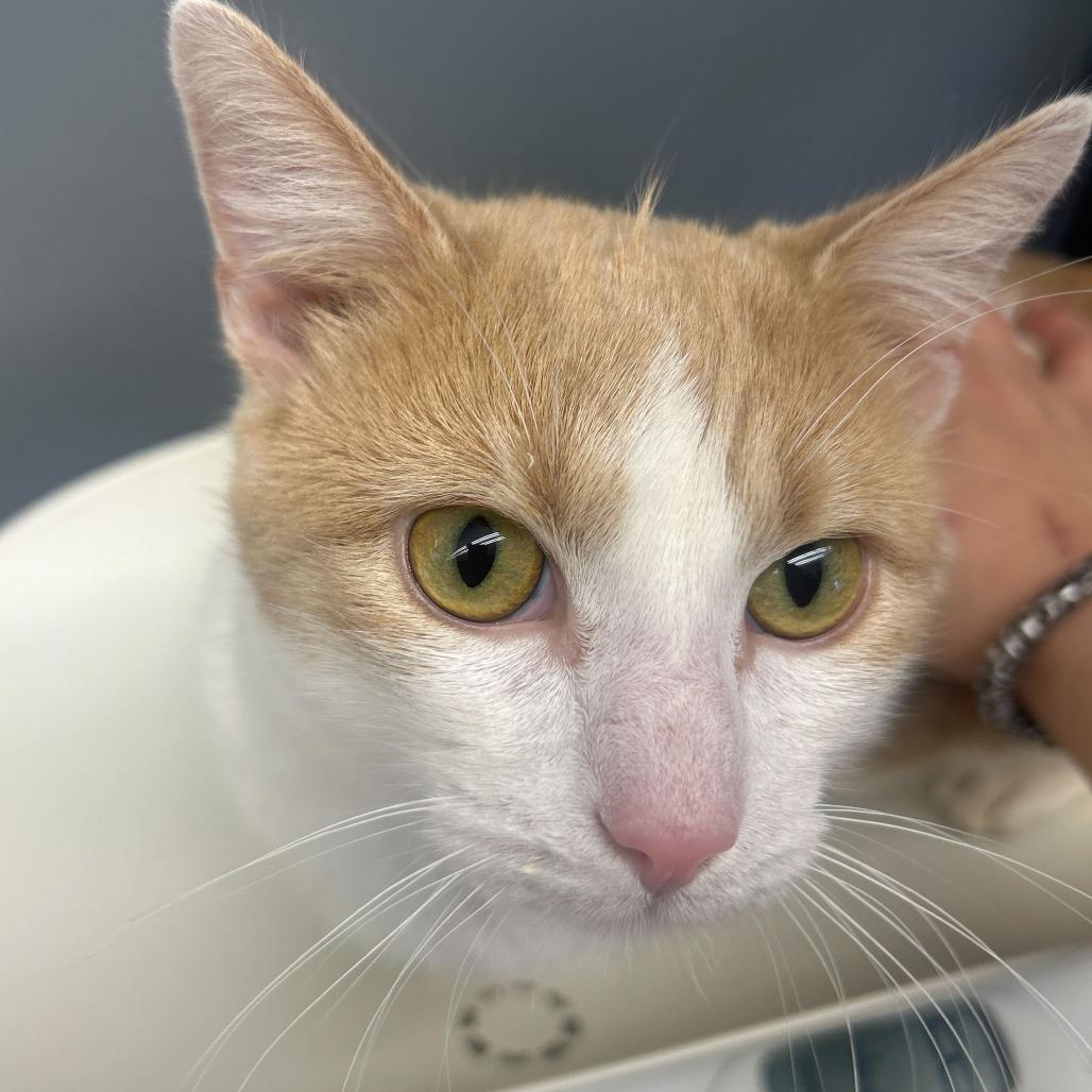 Enlarge Dickory, a Adoptable Domestic Short Hair in Oak Hill, WV image 1/1