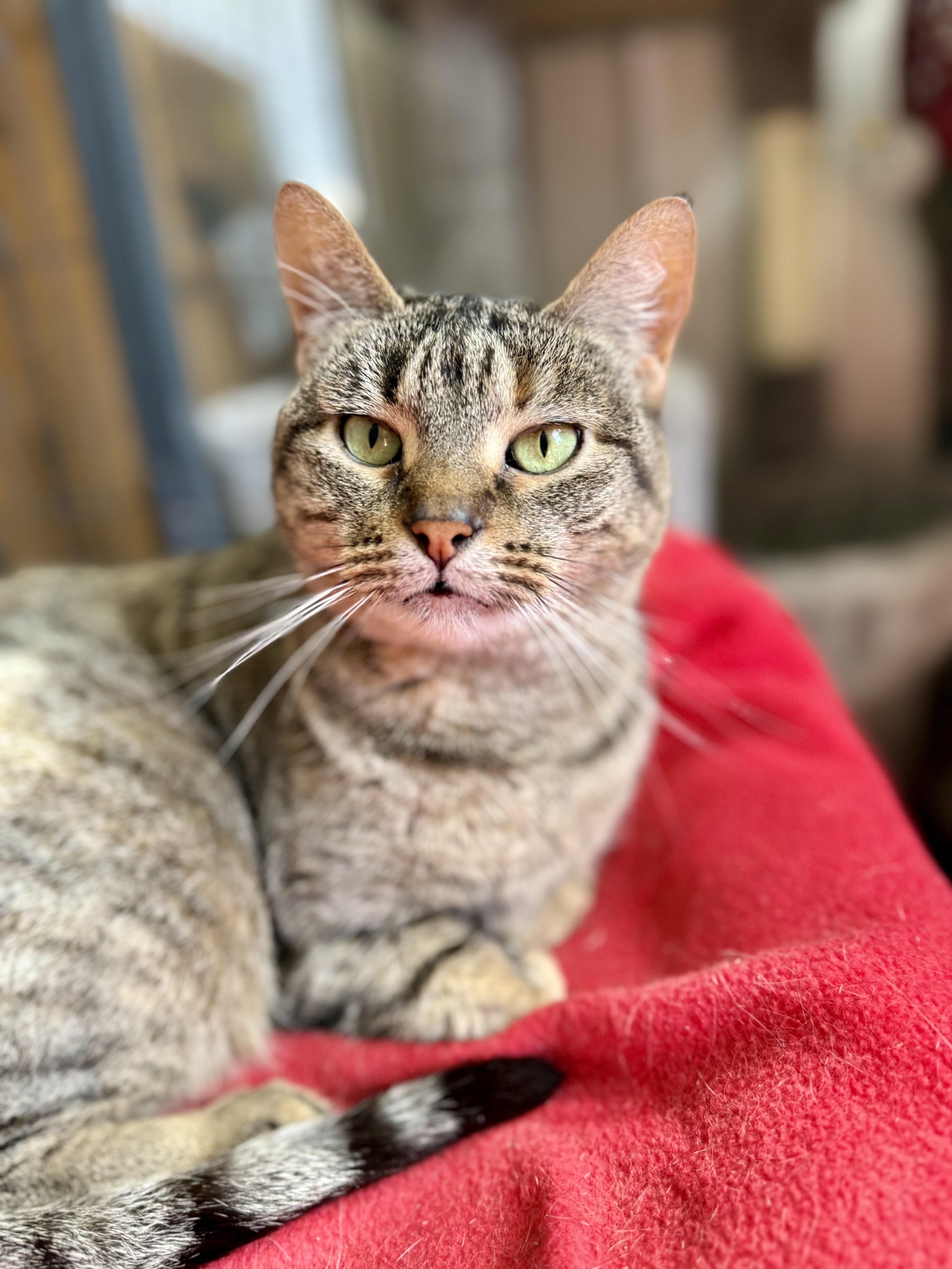 Enlarge Lady, a ADOPTABLE Domestic Short Hair in Shreveport, LA image 2/2