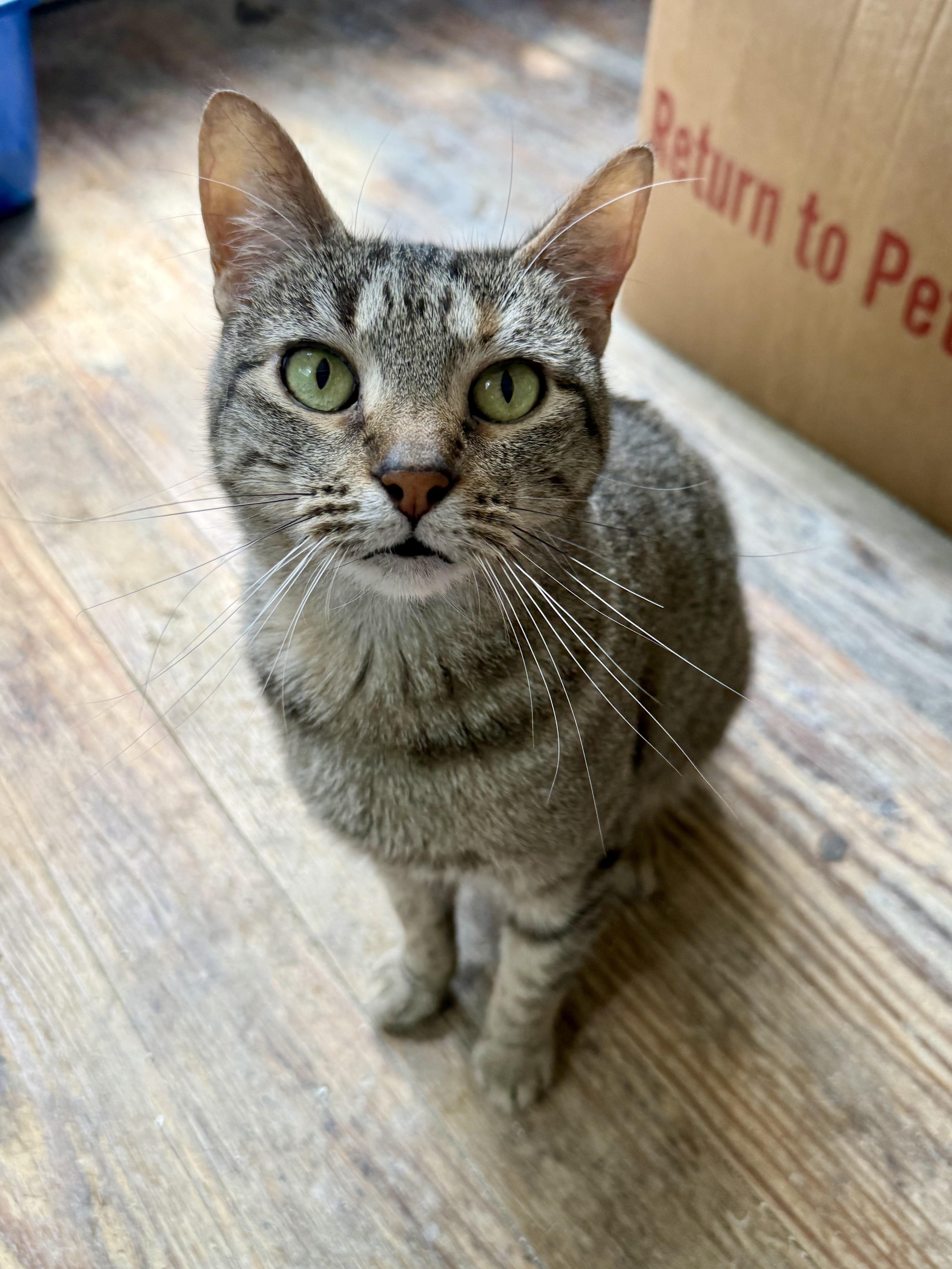 Lady, ADOPTABLE, Adult Female Domestic Short Hair.