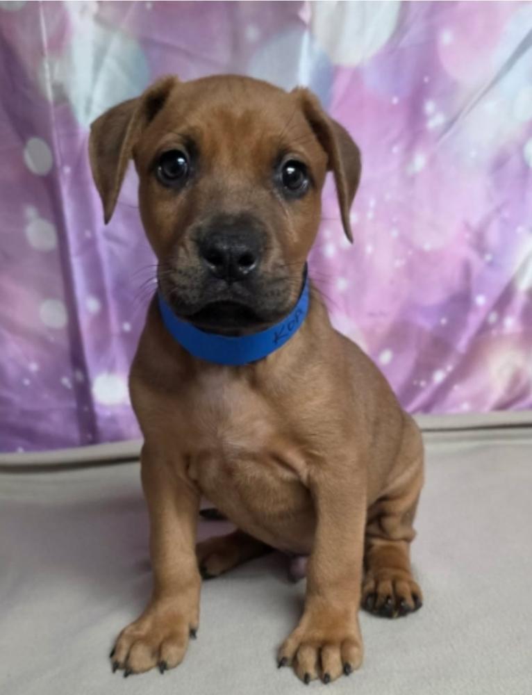 Koa, Adoptable, Puppy Male Pit Bull Terrier.