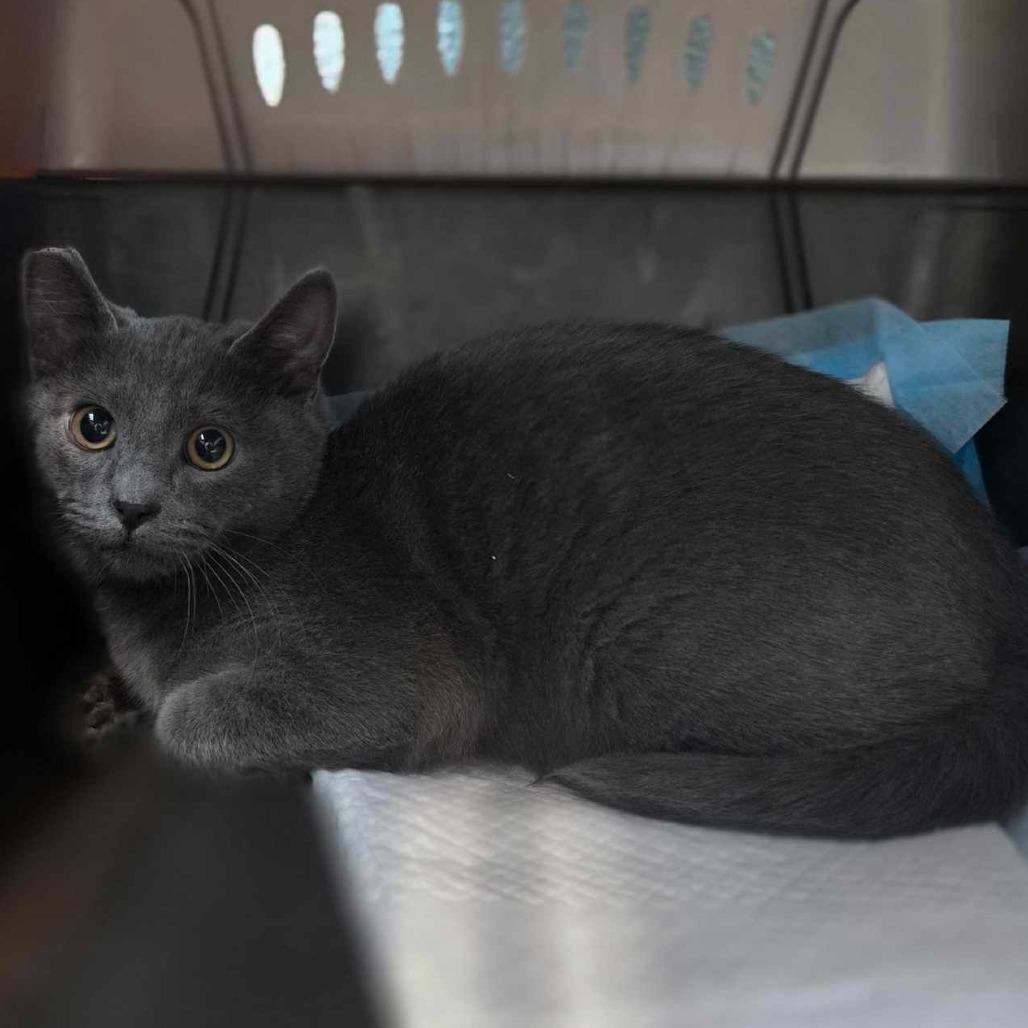 Zane, Adoptable, Young Male Domestic Short Hair.