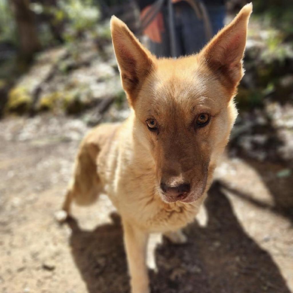 Enlarge PETRA, a Adoptable mixed breed in Point Richmond, CA image 1/5