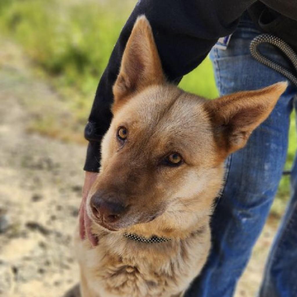 Enlarge PETRA, a Adoptable mixed breed in Point Richmond, CA image 2/5