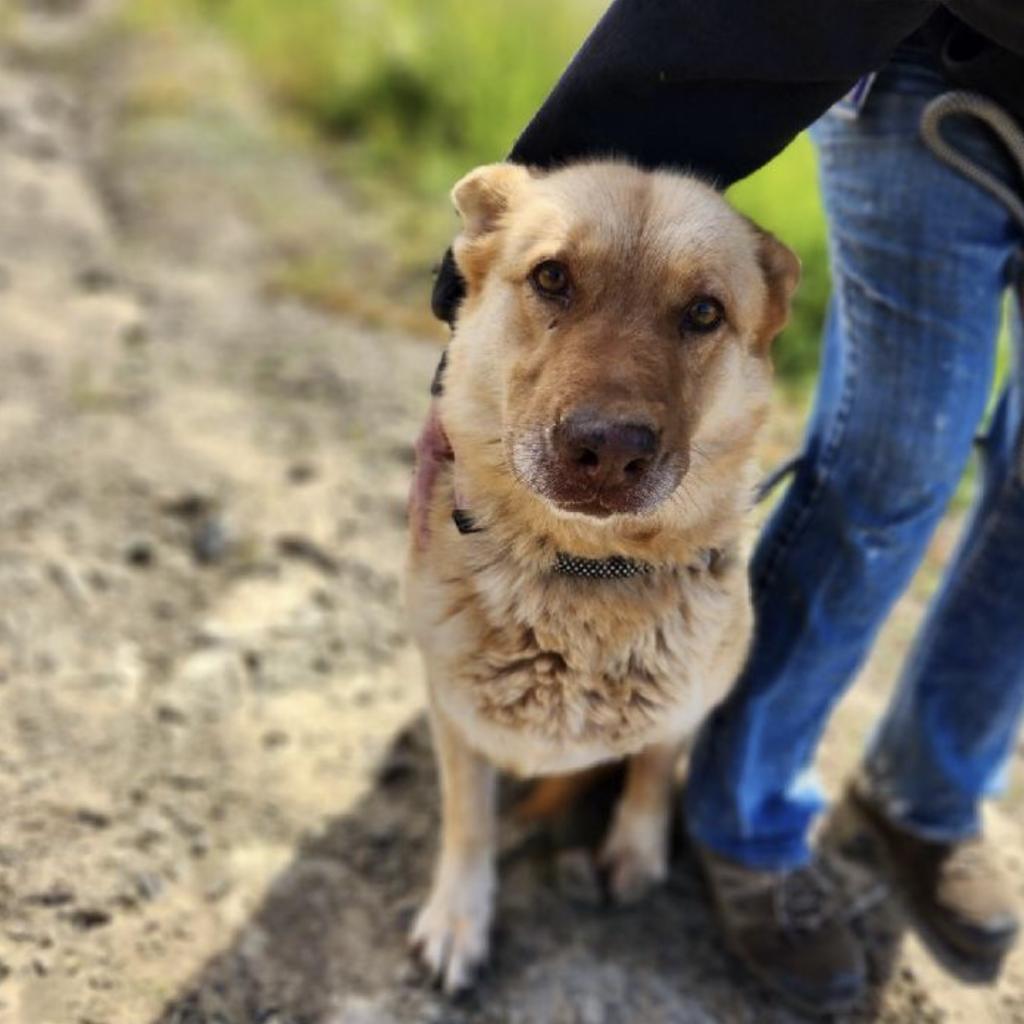 Enlarge PETRA, a Adoptable mixed breed in Point Richmond, CA image 3/5