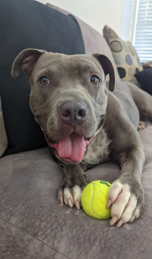 Enlarge Star, a Adoptable mixed breed in San Diego, CA image 1/12