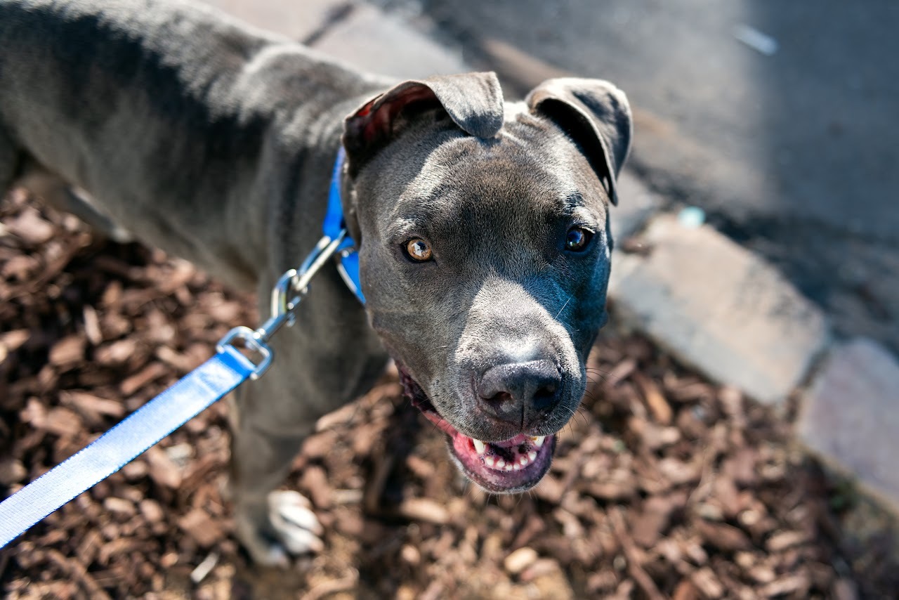 Star, Adoptable, Adult Female Pit Bull Terrier.