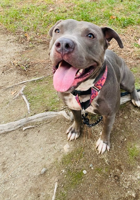 Enlarge Star, a Adoptable mixed breed in San Diego, CA image 6/12