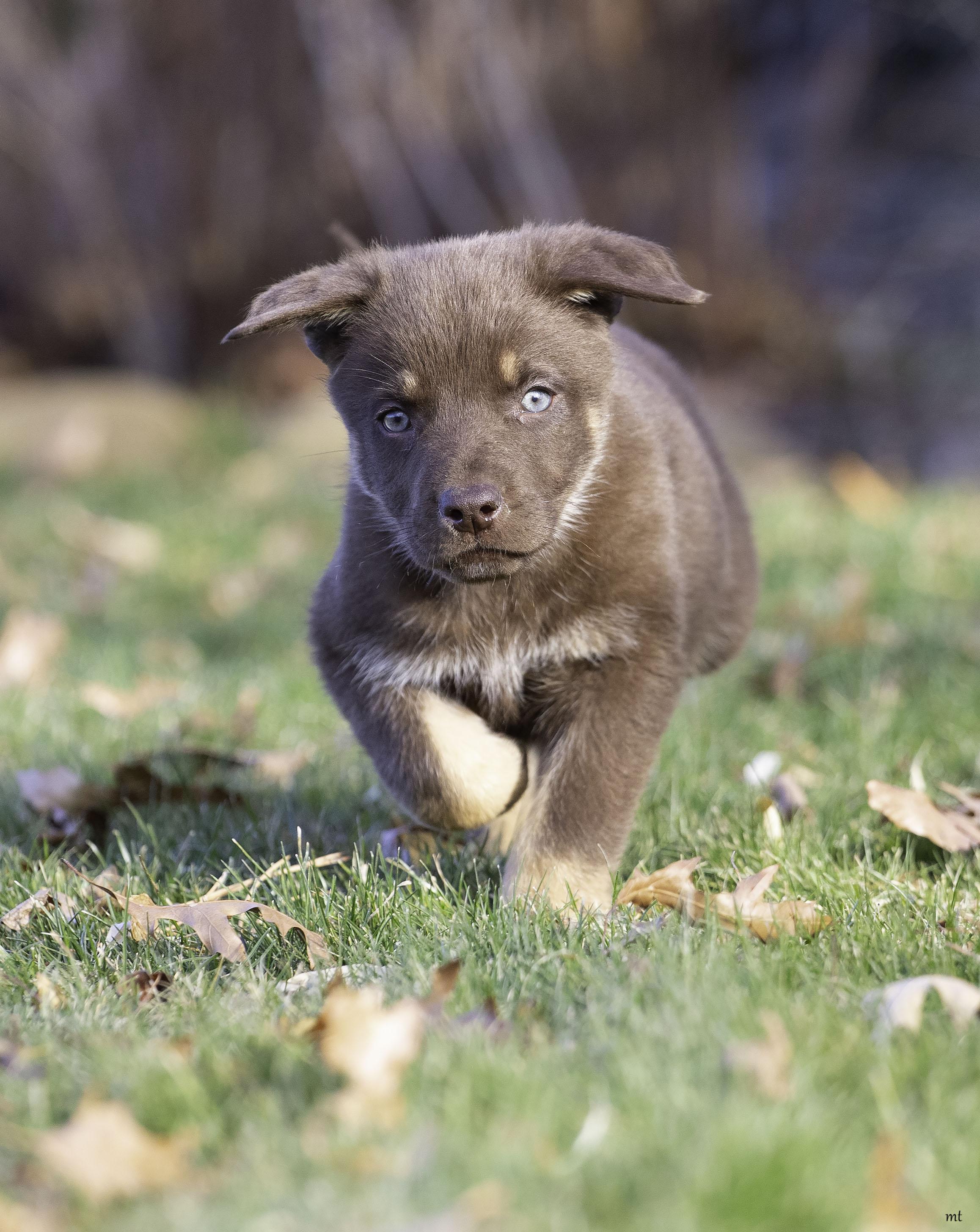 Sigourney, ADOPTABLE, Puppy Female Shepherd.