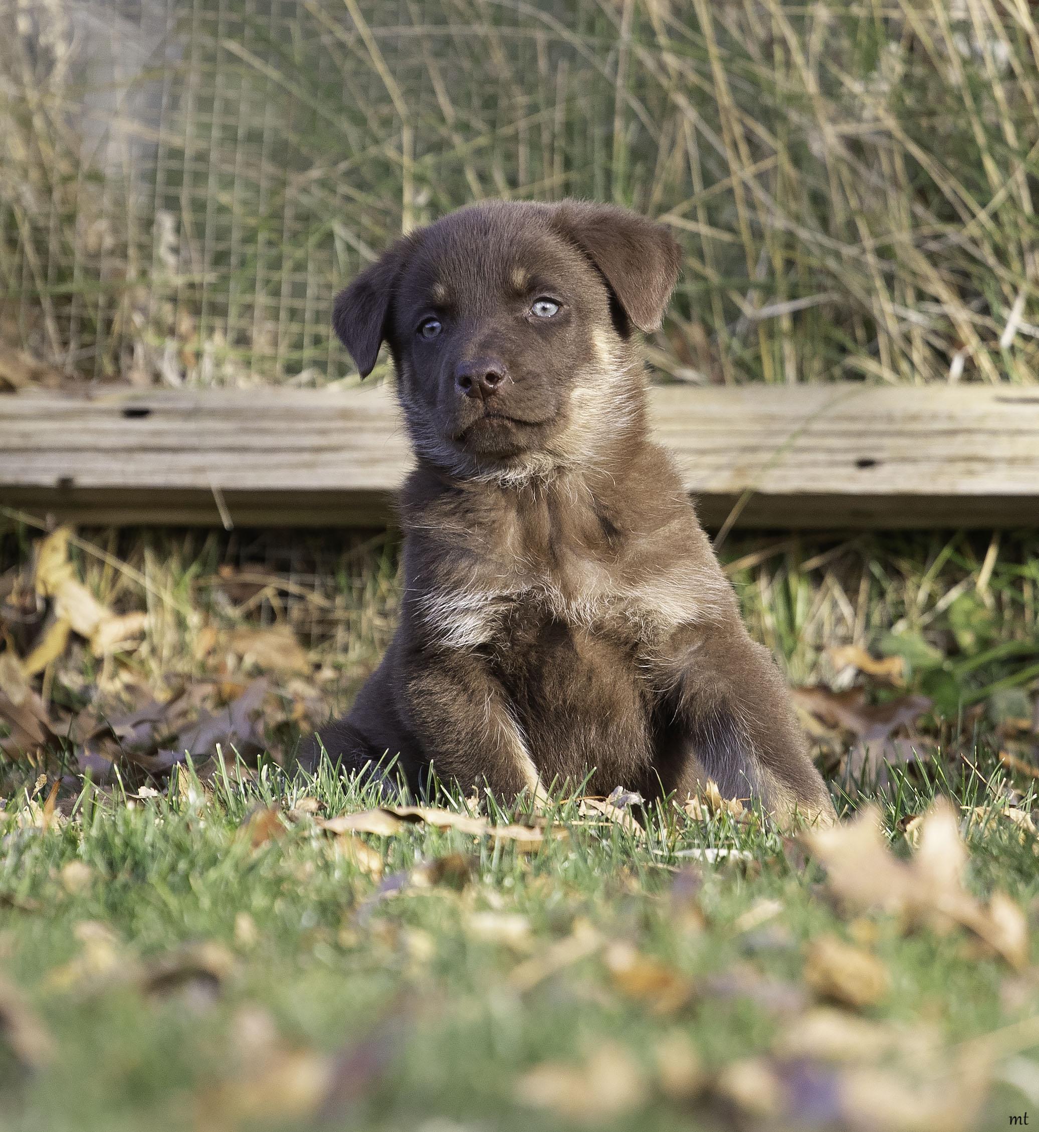 Sigourney, a ADOPTABLE mixed breed in Washoe Valley, NV image 1/5