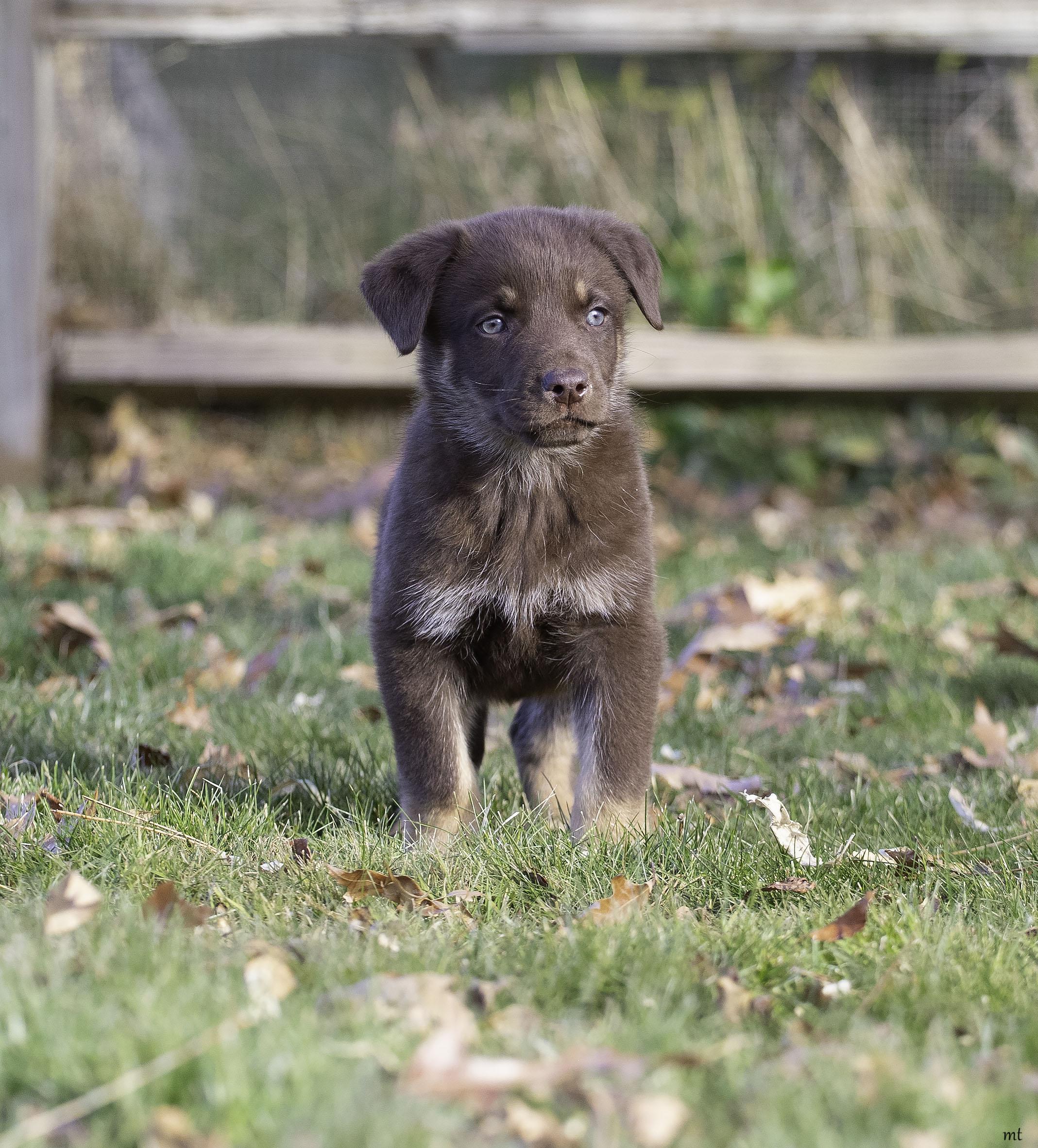 Sigourney, a ADOPTABLE mixed breed in Washoe Valley, NV image 2/5