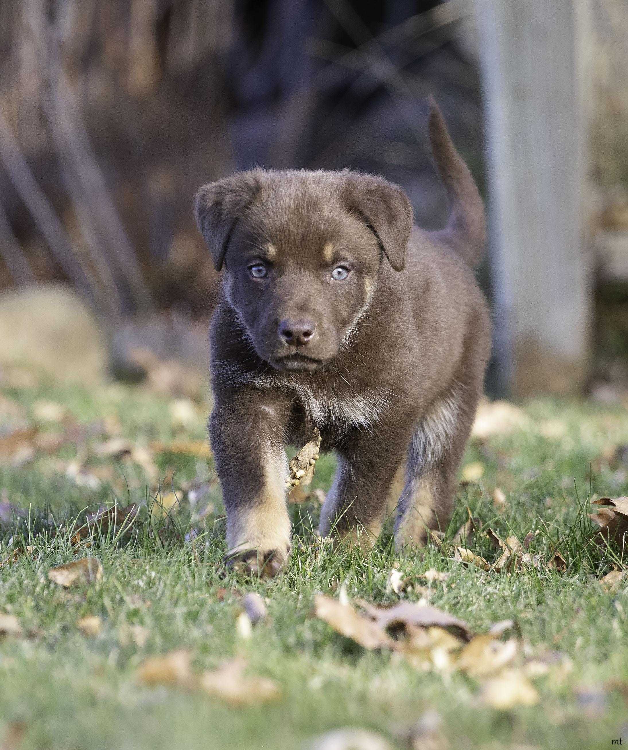 Sigourney, a ADOPTABLE mixed breed in Washoe Valley, NV image 4/5
