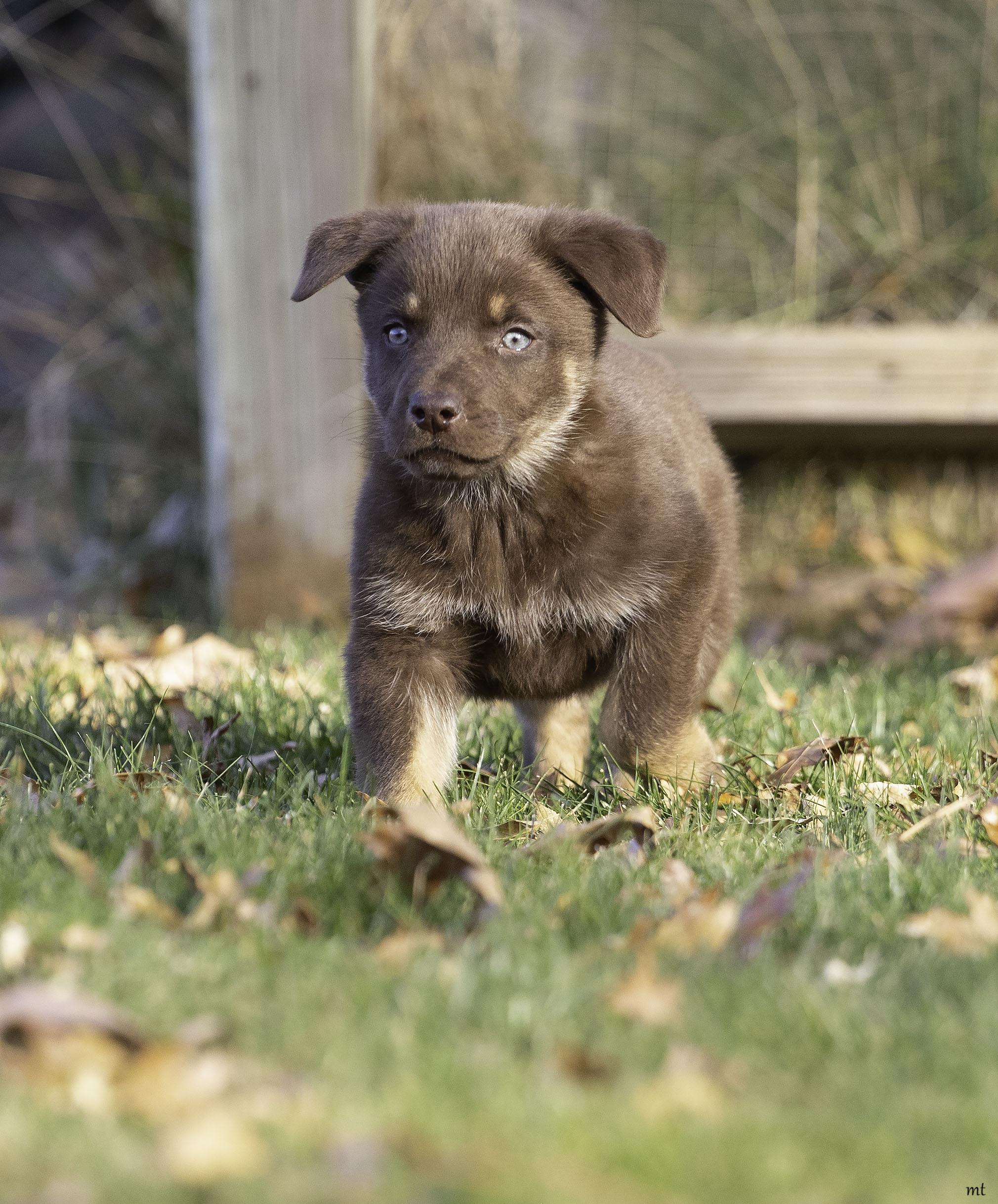 Sigourney, a ADOPTABLE mixed breed in Washoe Valley, NV image 5/5