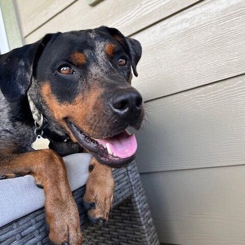 Duke, Adoptable, Adult Male Catahoula Leopard Dog.