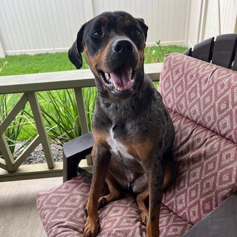 Enlarge Duke, a Adoptable mixed breed in Colorado Springs, CO image 3/4