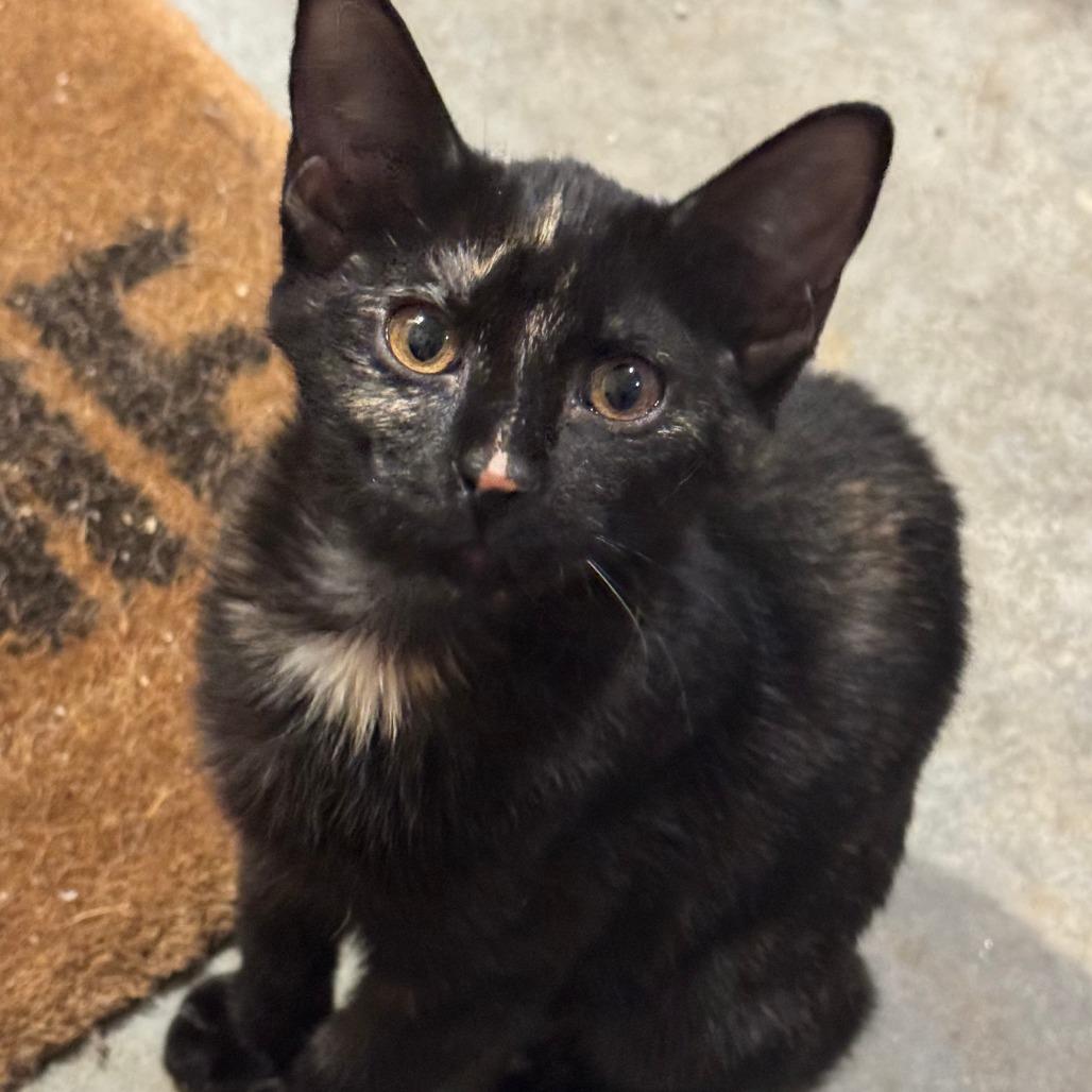 Mabel, Adoptable, Kitten Female Domestic Medium Hair.