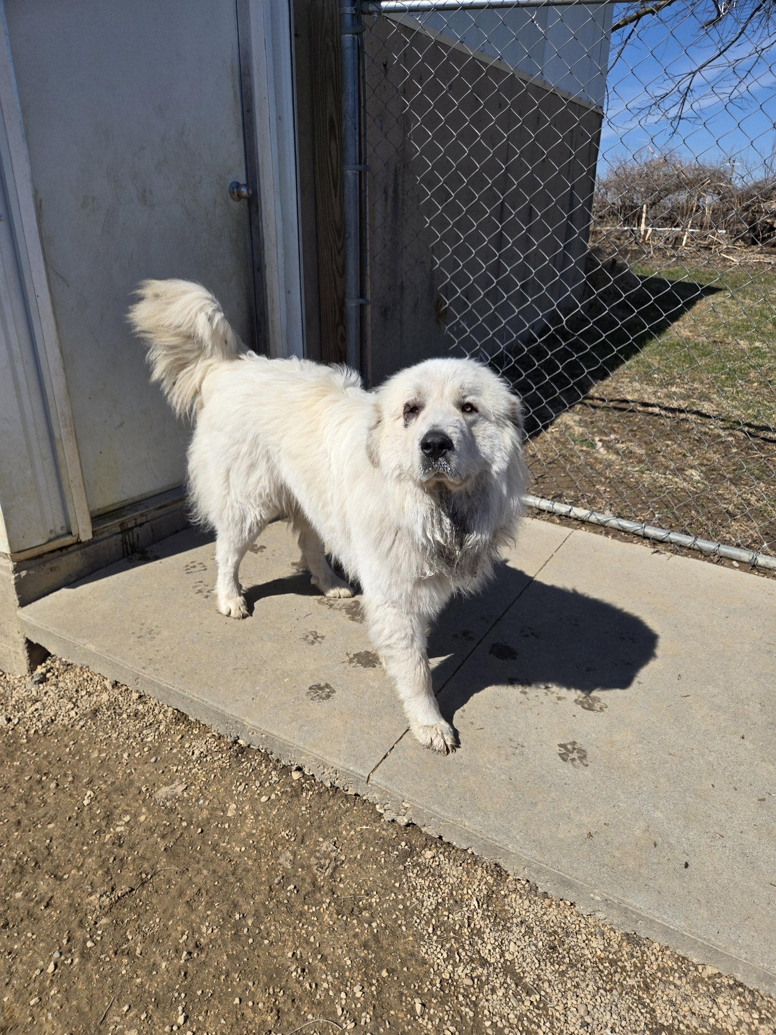 Casper, Adoptable, Adult Male Great Pyrenees.