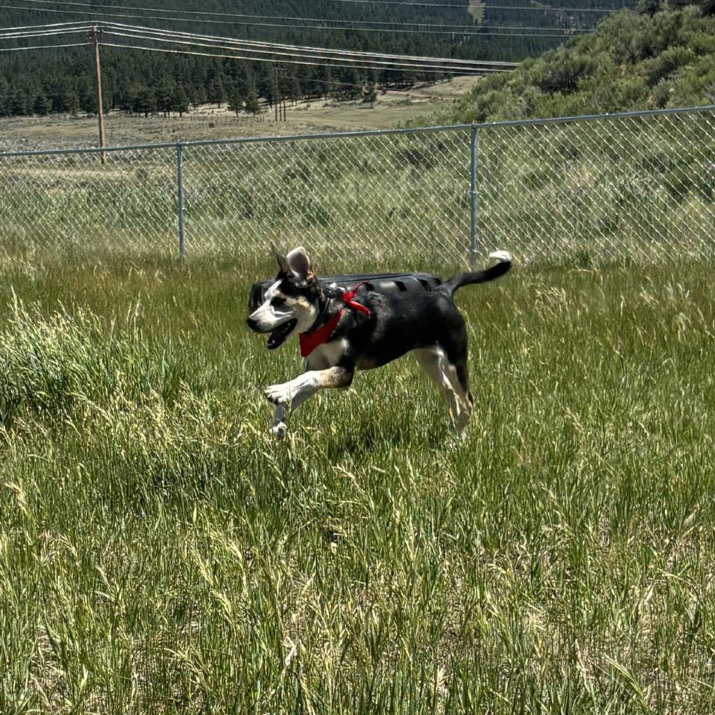 Enlarge Pocket, a Adoptable mixed breed in Taos, NM image 1/6