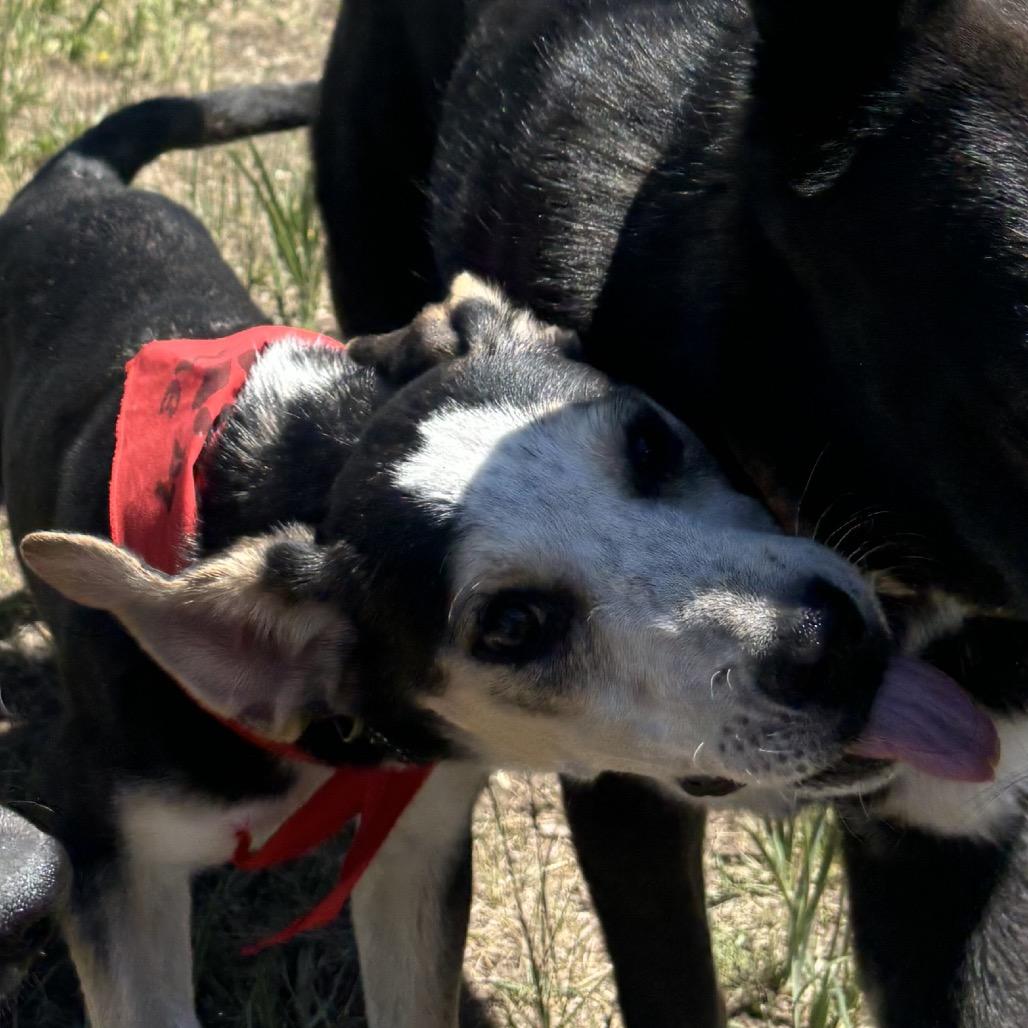 Enlarge Pocket, a Adoptable mixed breed in Taos, NM image 2/6