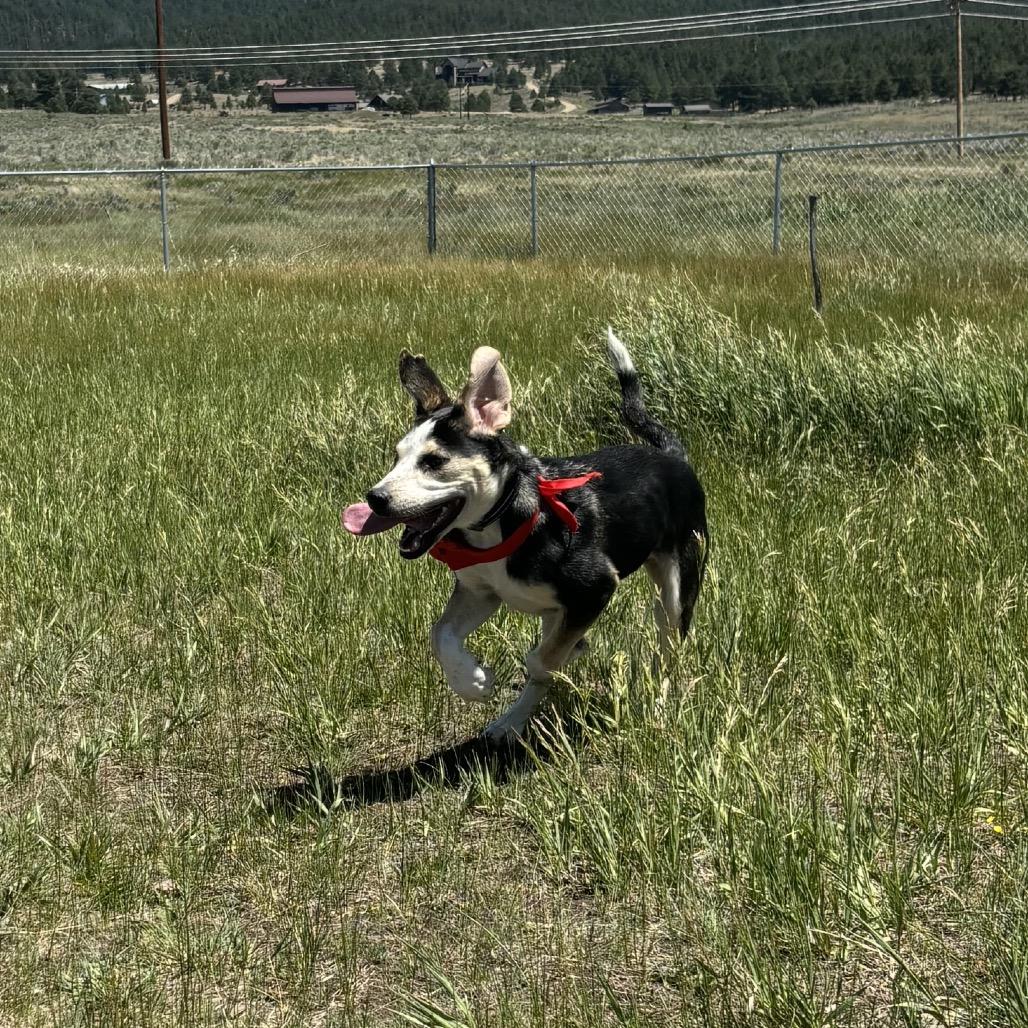 Enlarge Pocket, a Adoptable mixed breed in Taos, NM image 3/6