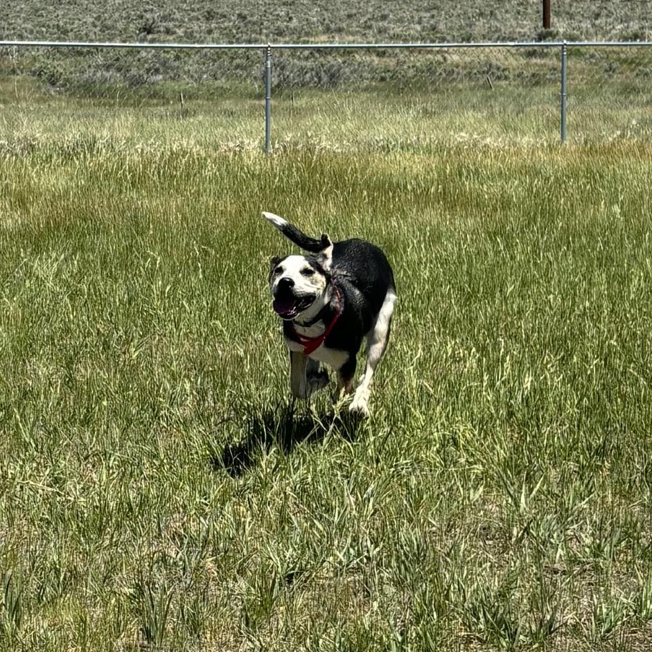 Enlarge Pocket, a Adoptable mixed breed in Taos, NM image 4/6