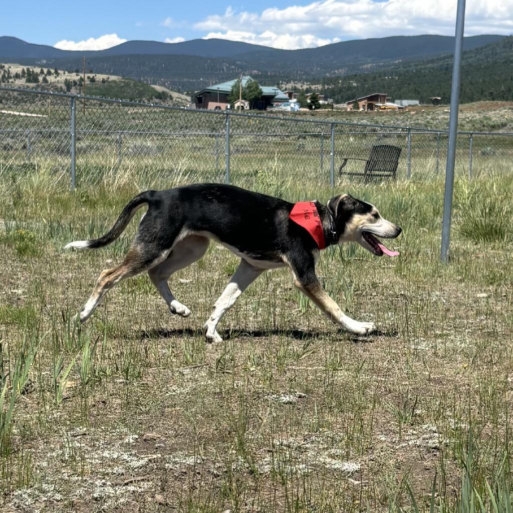 Enlarge Pocket, a Adoptable mixed breed in Taos, NM image 5/6