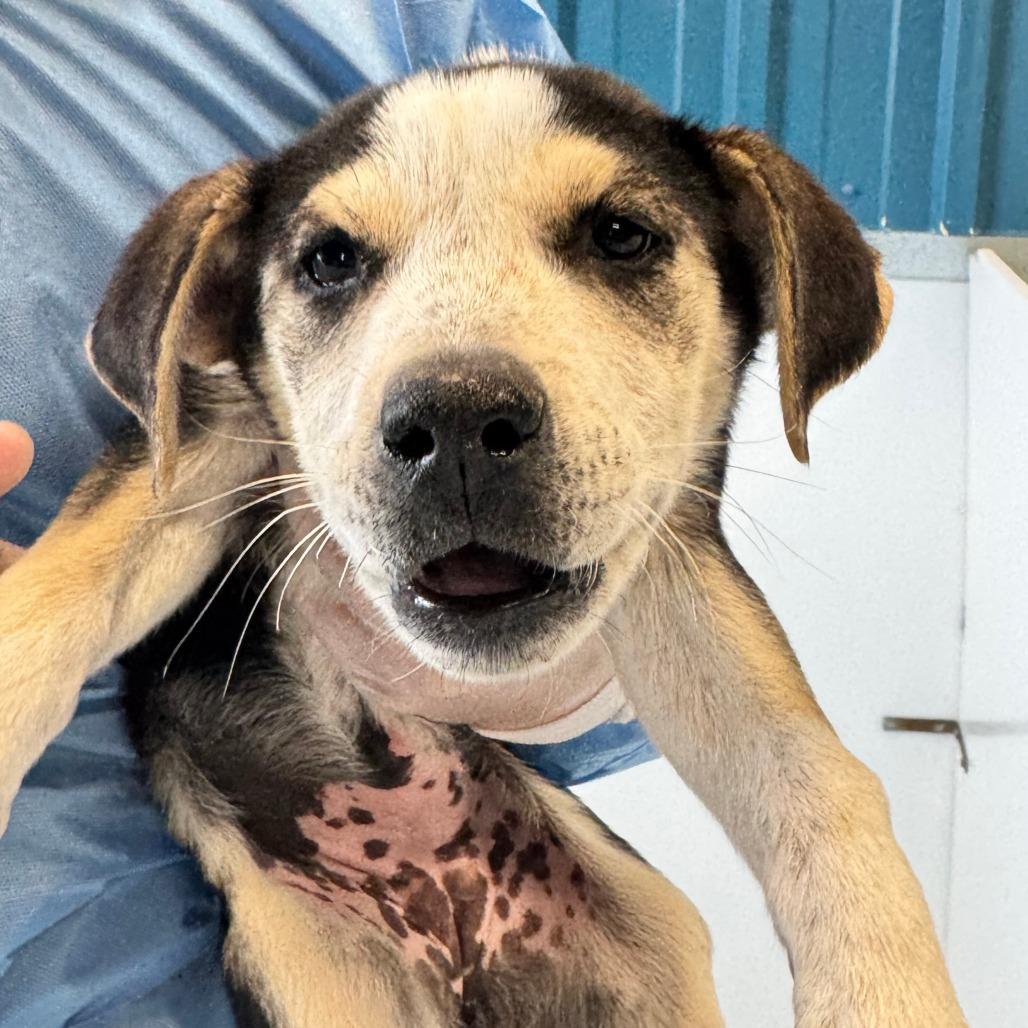 Enlarge Pocket, a Adoptable mixed breed in Taos, NM image 6/6