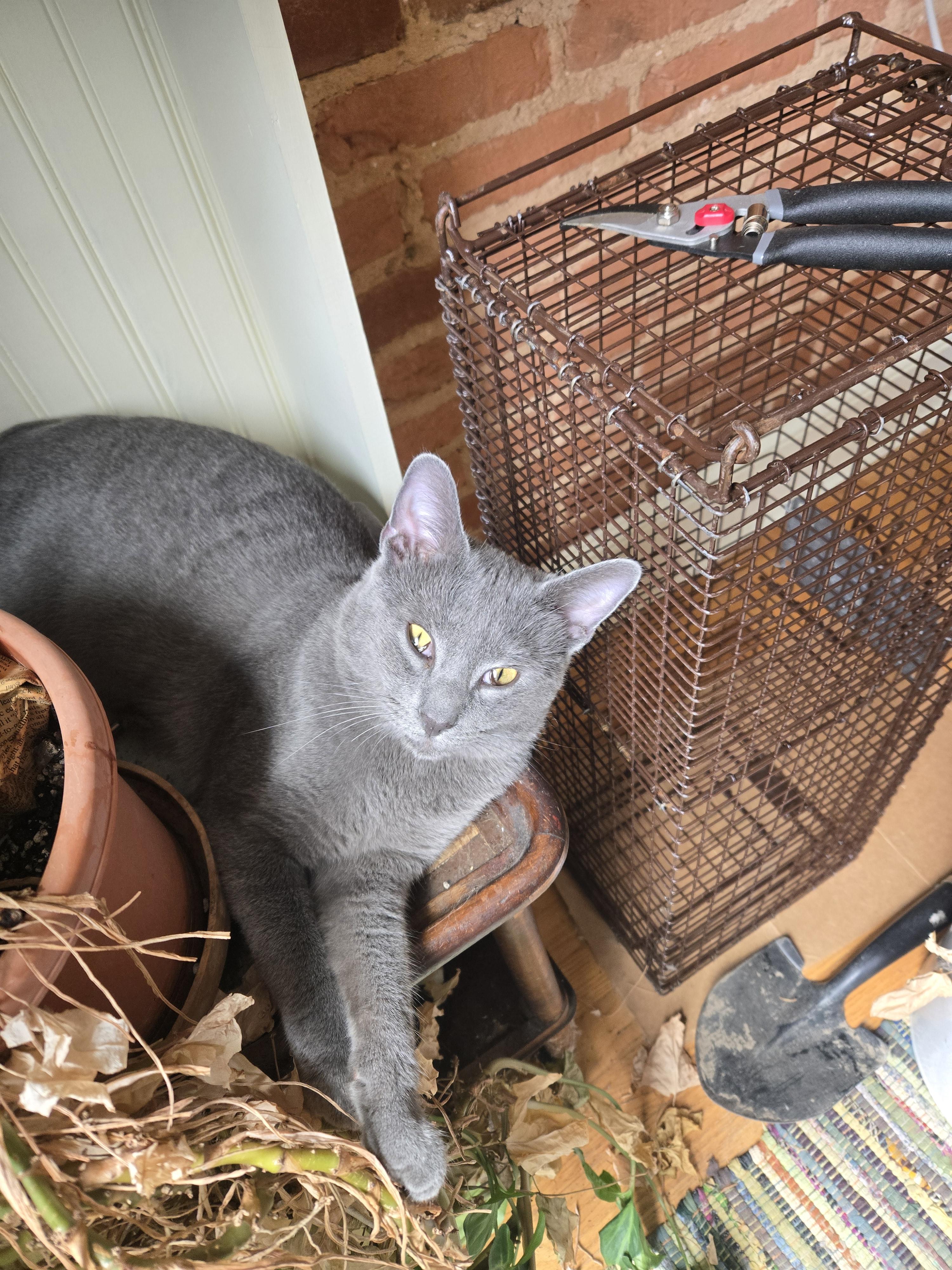 Simon, Adopted, Young Male Domestic Short Hair.