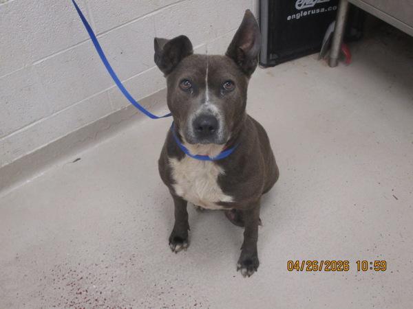 Nova (47), Adoptable, Adult Female Pit Bull Terrier & Shepherd.