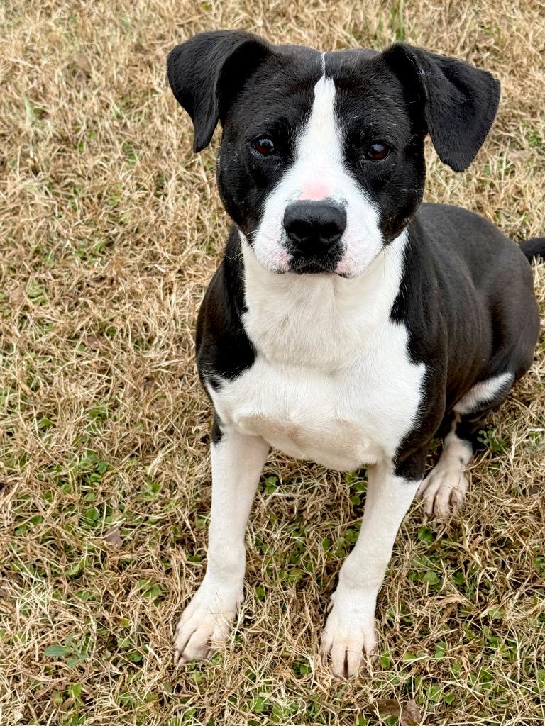 Hamburgler, Adoptable, Adult Male Mixed Breed.